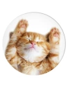Wholesale POPSOCKETS 2 Snoozy Cat phone holder - POP510 - {ean13} - Hurt