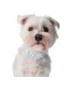Hurtownia GSM - Etui Bizon Case Locator Pets do Apple AirTag bílé - BIZ6 - {ean13} - Hurt