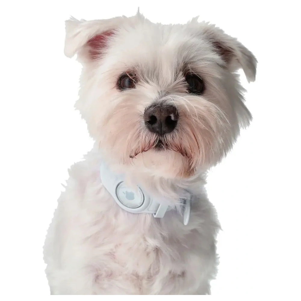 Wholesale Bizon Case Locator Pets Apple AirTag white - BIZ6 - {ean13} - Hurt