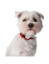 Wholesale Bizon Case Locator Pets Apple AirTag red - BIZ9 - {ean13} - Hurt