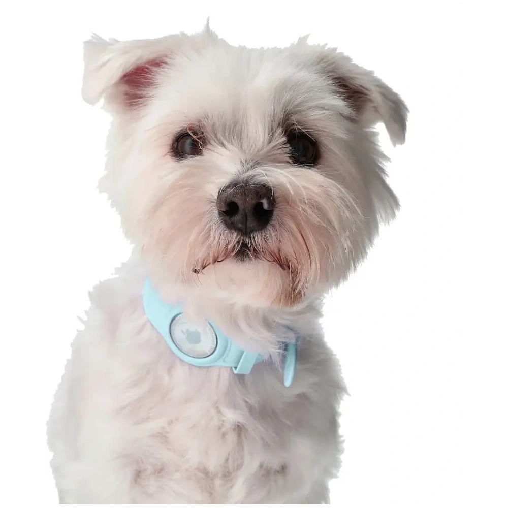 Wholesale Bizon Case Locator Pets Apple AirTag turquoise - BIZ14 - {ean13} - Hurt