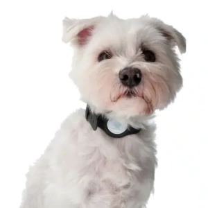 Wholesale Bizon Case Locator Pets Apple AirTag black - BIZ22 - {ean13} - Hurt